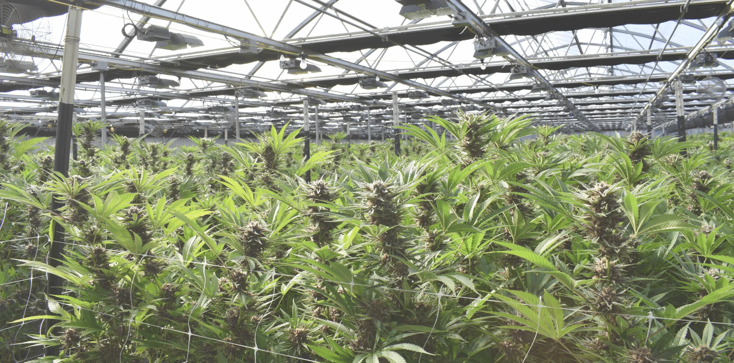 Ouro Verde: o negócio milionário e legal do cultivo de canábis para fins medicinais